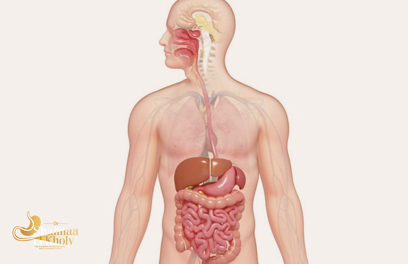 Tips to Ensure a Healthy Digestive System